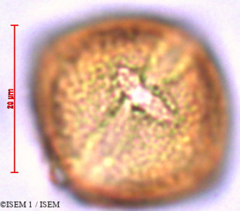 Saracha punctata - lame n° 29453
